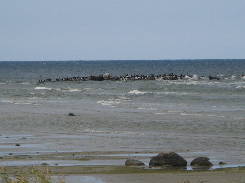File:Ruhnu-Kuunsi rannalt vaade kormoranidega laiule 14.09.2013.JPG